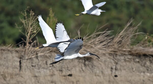 Ambiente Scrivia 2023