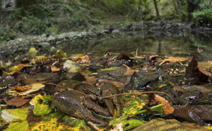 Gambero di fiume - Valle Scrivia