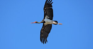 Ambiente Scrivia 2022