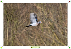 cff8f442-3d80-4197-b50d-048f0e679e24