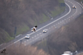 8fcb68be-ffe5-40d7-bcaf-6cbcc75ac49f