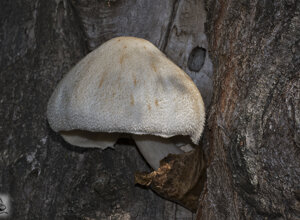 Ambiente scrivia (AL) Piemonte