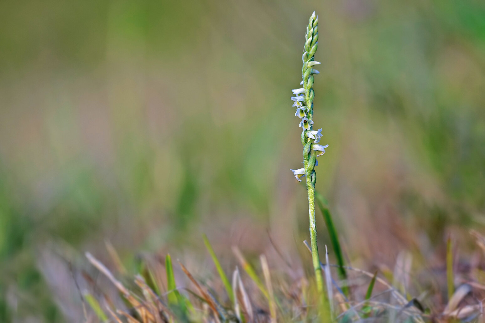 spiranthes-sfondo.jpeg