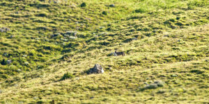 scatto eseguito a circa 400 metri di distanza a mano libera