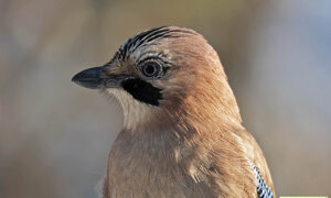 Ghiandaia - garrulus glandarius