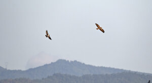 Ambiente Scrivia 2021