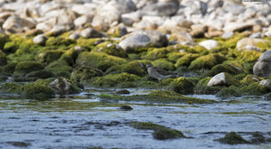 Ambiente Scrivia 2019