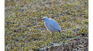 Ambiente Scrivia 2024