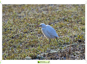 Ambiente Scrivia 2024