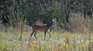 Ambiente Scrivia 2022