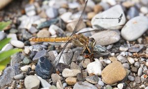 Ambiente Scrivia 2021