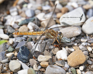 Ambiente Scrivia 2021