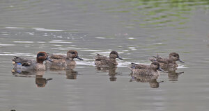 Ambiente scrivia 2018