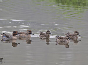 Ambiente scrivia 2018
