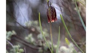 fritillaria%20montana%202.jpeg