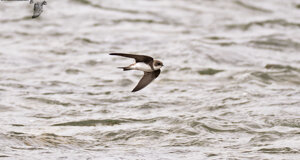 Topino - Riparia riparia