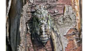 Cassano Spinola (AL)