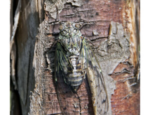 Ambiente scrivia 2024