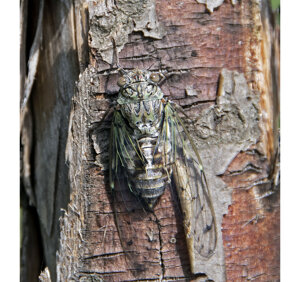 Ambiente scrivia 2024