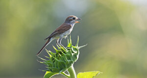 Ambiente Scrivia 2022