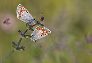 Ambiente scrivia 2018