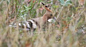 Ambiente Scrivia 2021