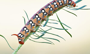 Ambiente Scrivia 2021