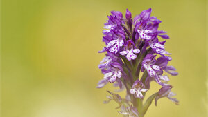 Parco Antola - Liguria
