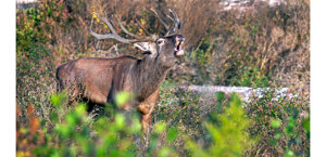 cervo%20bramito2.jpeg