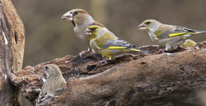 Capanno fotografico - Piemonte