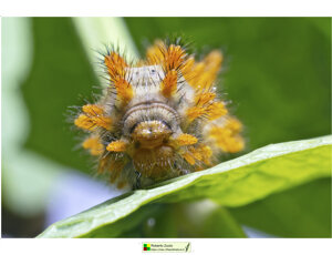 Ambiente scrivia 2024