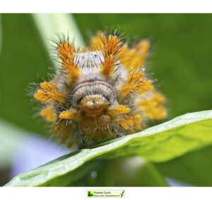 Ambiente scrivia 2024