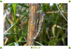 zerinthya cassandra 09.jpeg zerinthya cassandra 09.jpeg