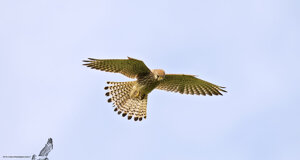 Gheppio - Falco tinnunculus