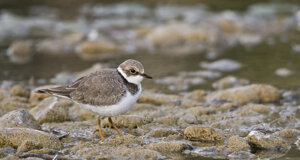 Ambiente scrivia 2017