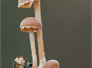 Stazzano (AL) Piemonte