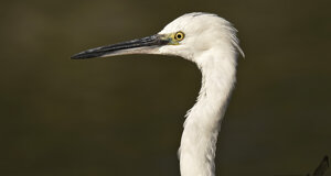 Garzetta - Egretta garzetta