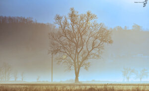 SIC ambiente Scrivia - Alessandria