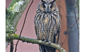 425023c9-c7a9-4753-824b-0a9ac413a4e4