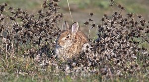 Ambiente Scrivia 2022