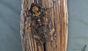 Sfinge testa di morto - -Acherontia atropos
