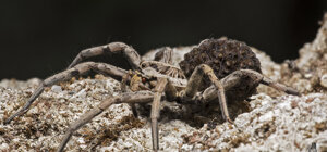 Hogna radiata