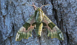 Cassano Spinola (AL) Piemonte, Italia