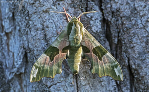 Ambiente Scrivia 2021