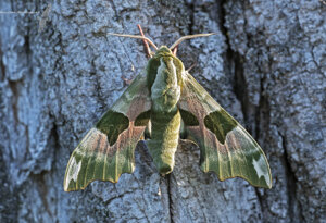 Ambiente Scrivia 2021