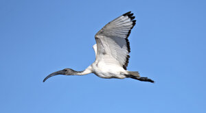 Ambiente Scrivia 2023