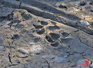 03-05-2021- ambiente Scrivia