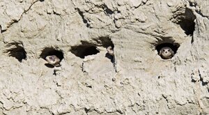 Ambiente Scrivia 2021