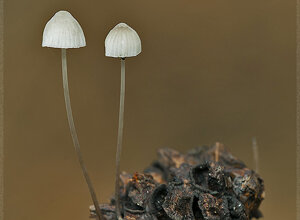 Stazzano (AL) Piemonte