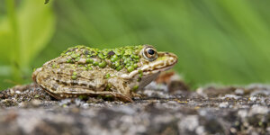 Ambiente Scrivia 2021